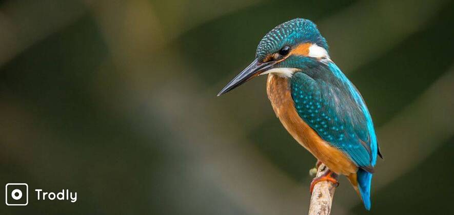 Bird Watching & Photography at Bhandup Pumping Station, Mumbai