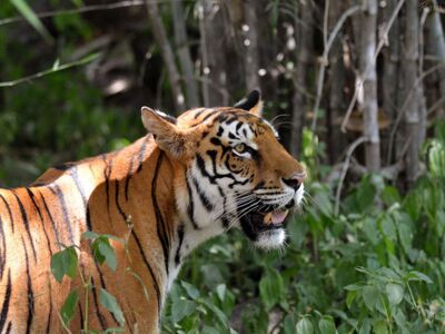 Bannerghatta National Park Private Day Tour from Bangalore City