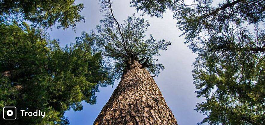 Bijli Mahadev Trek, Rafting & Riverside Camping in Kullu