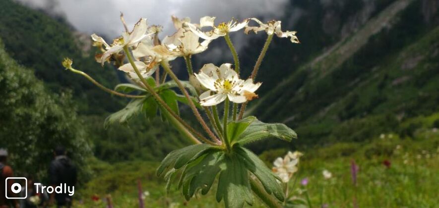 Valley Of Flower Trek From Dehradun