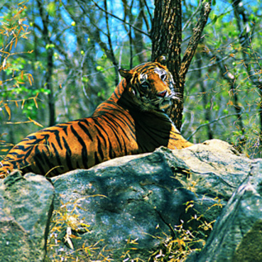 Wayanad Wildlife Sanctuary