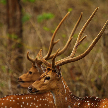 Nagarhole National Park