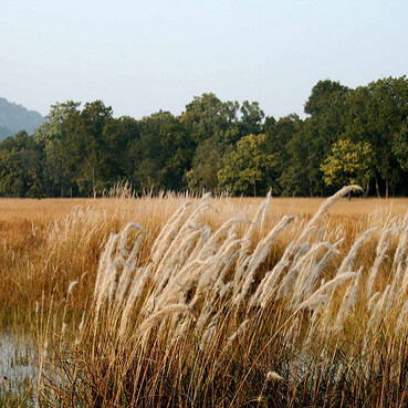 Bandhavgarh National Park