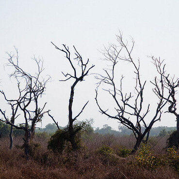 Keoladeo National Park