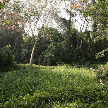 Kumarakom Bird Sanctuary