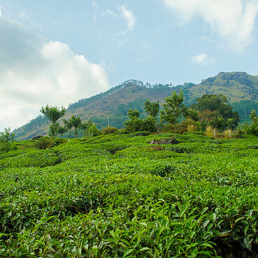 Eravikulam National Park (Rajamalai)