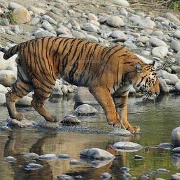 Corbett National Park
