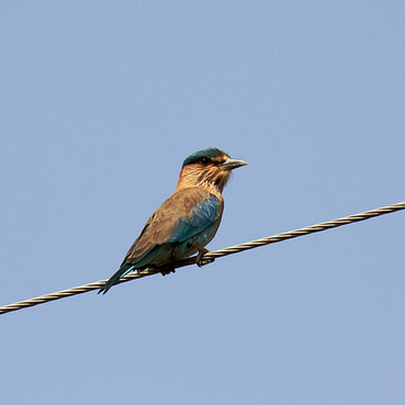 Nal Sarovar Bird Sanctuary
