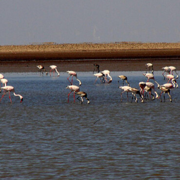 Kutch Desert Wildlife Sanctuary