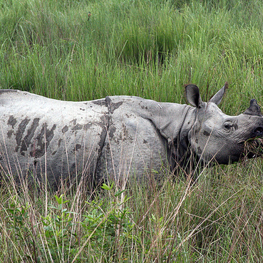 Kaziranga National Park