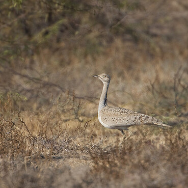 Kutch Bustard Sanctuary