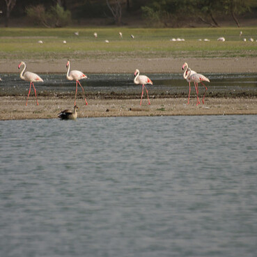 Thol Lake Bird Sanctuary