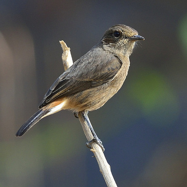 Bonal Bird Sanctuary
