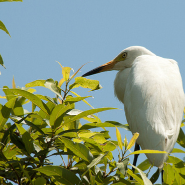 Ranganthittu Bird Sanctuary