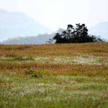Kaas Plateau