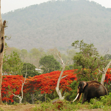 Mudumalai National Park
