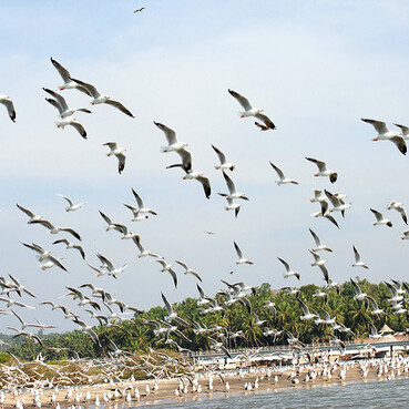 Kadalundi Bird Sanctuary